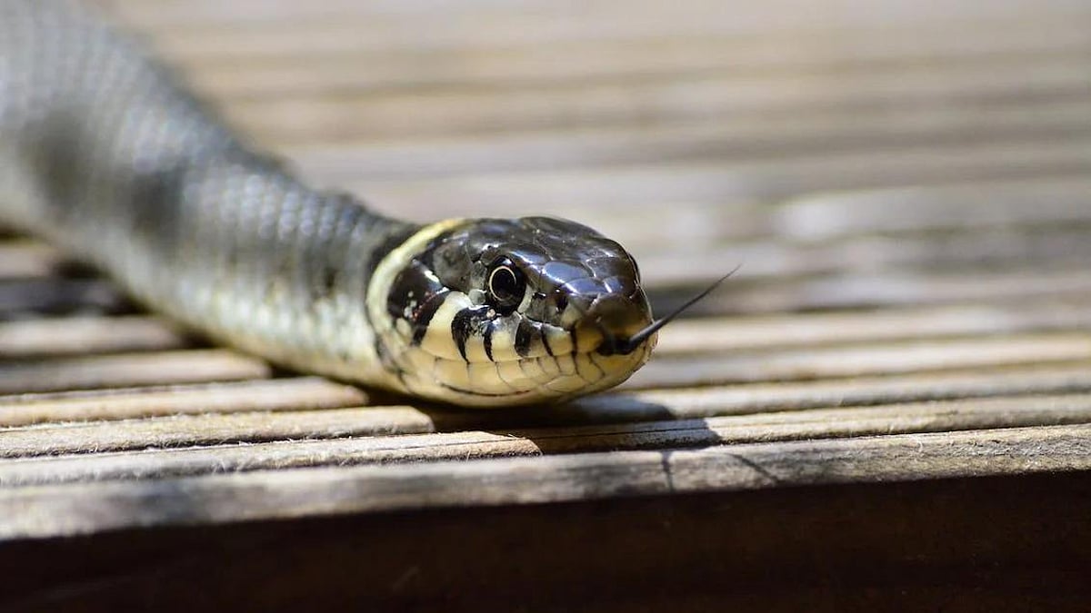 Bihar NHRC probes snake in school lunch after 100 children fall sick