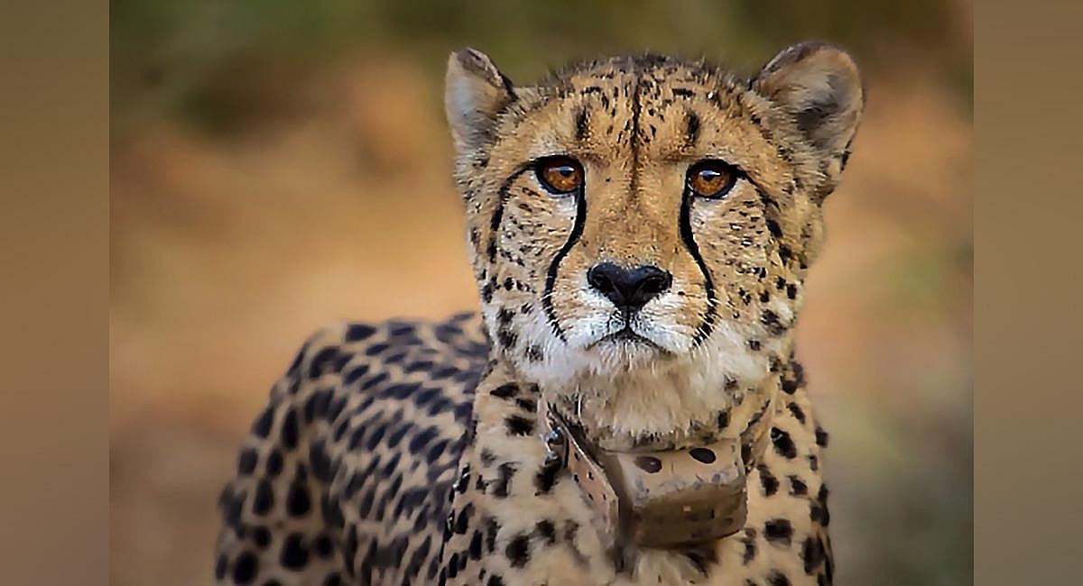 New cubs born to Cheetah Nirva at Madhya Pradesh’s Kuno National Park New cubs born to Cheetah Nirva at Madhya Pradesh’s Kuno National Park