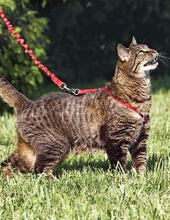 Do Cats Like to Be Walked on a Leash: Discover the Truth