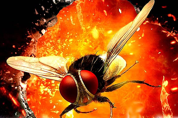 Producer of multilingual superhit ‘Eega’ issues copyright infringement notice to Malayalam movie ‘Lovely’