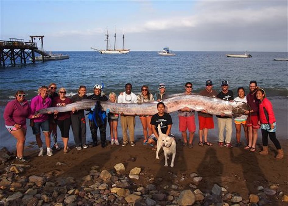5-meter long sea creature found off California coast