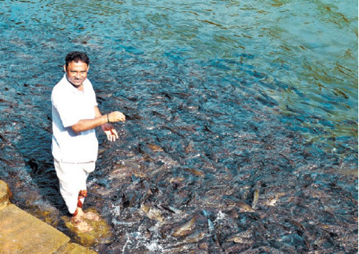 The sacred fish tales of Shishila
