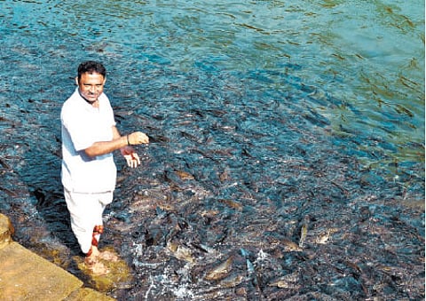 Temple Fish The sacred fish tales of Shishila