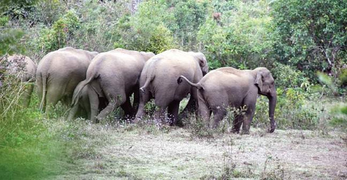 Jumbo plan to capture Rowdy Ranga & gang