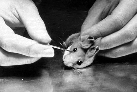No more animal cruelty in drug testing, thanks to AI and more human relevant methods