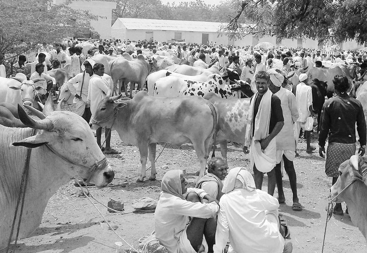 Fodder scarcity forces farmers to sell cattle