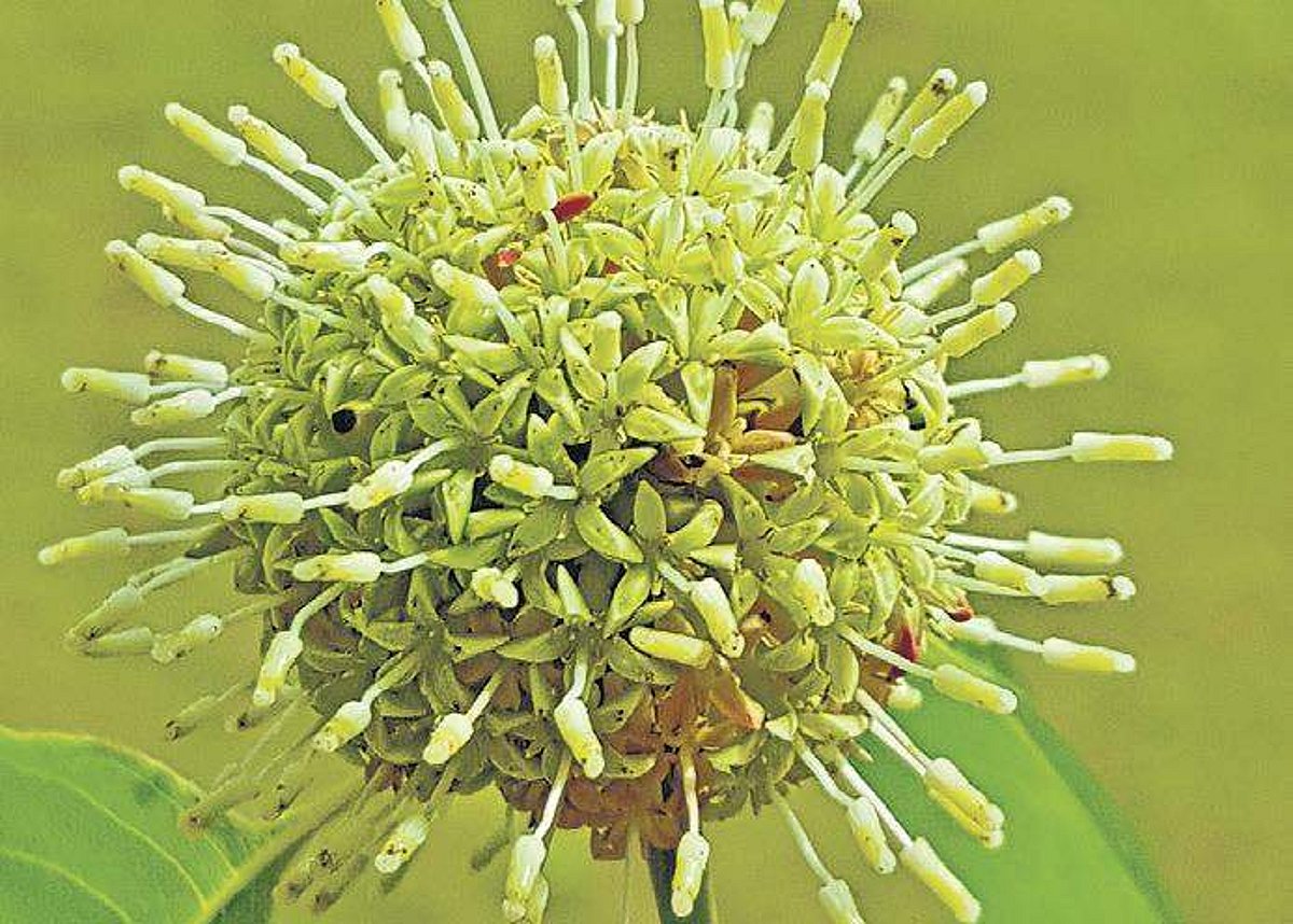 Kadamba Insect Kadamba tree holds special place in Indian culture