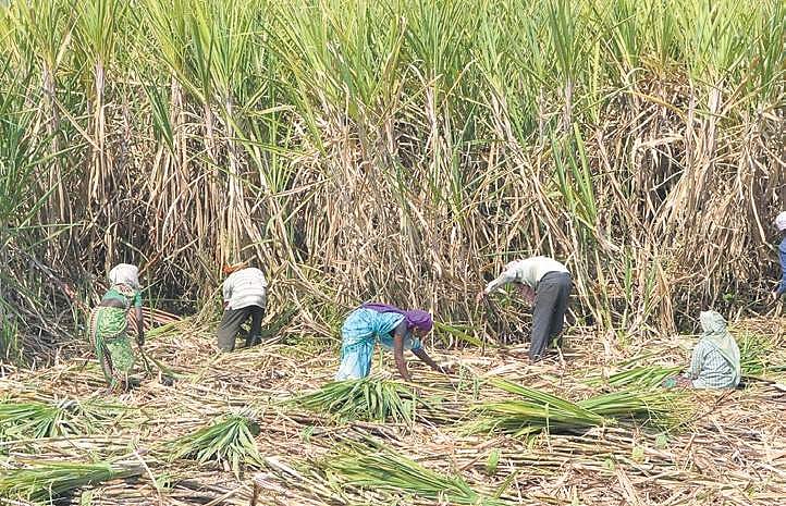 Sugarcane crisis in Karnataka could lead to bitter defeat for BJP