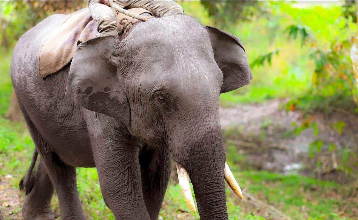 A jumbo's life: Chained 20 hrs a day, at small shed