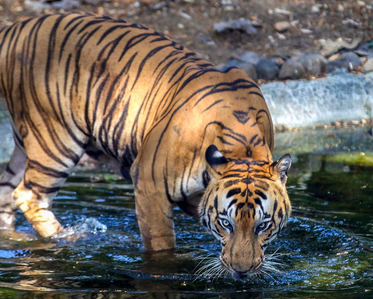 Indian tigers face inbreeding threat due to forest fragmentation, shows ...