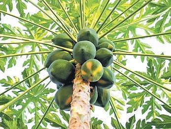 Can papaya really cure dengue?