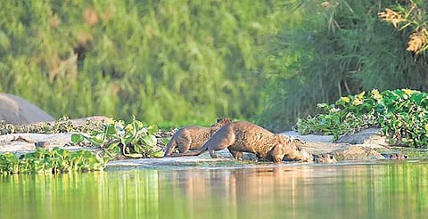 India gets top protection for river otters, but experts say this is not ...
