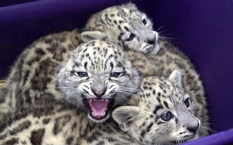 Uttarakhand set to open first centre for snow leopard conservation
