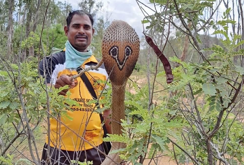 Sagar Snake Society: Guardian of serpents in Telangana