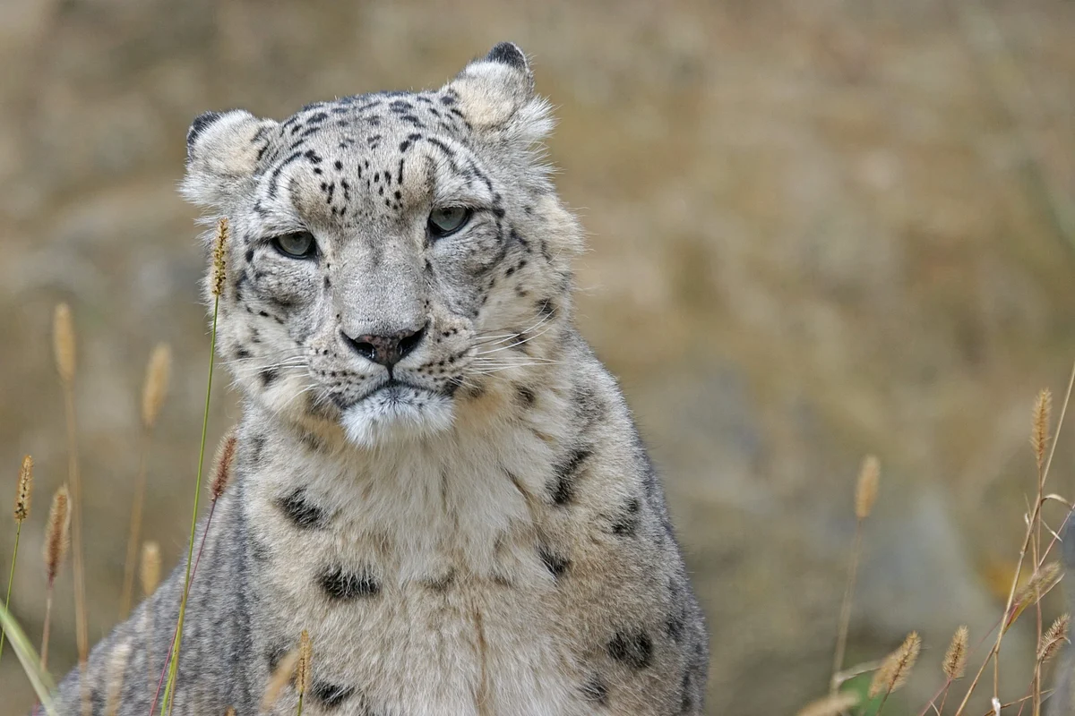 Snow leopard☆様おまとめ2点 SNOW-LEOPARD.jpg?w=1200&h=675&