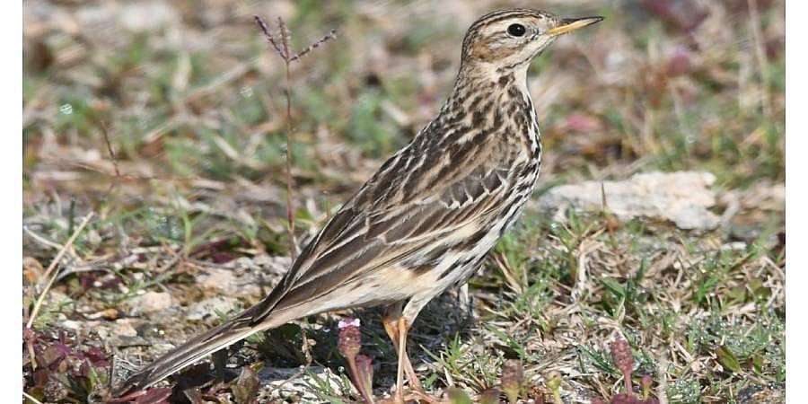 Treat for birdwatchers as Tawny Pipit spotted in Kanniyakumari