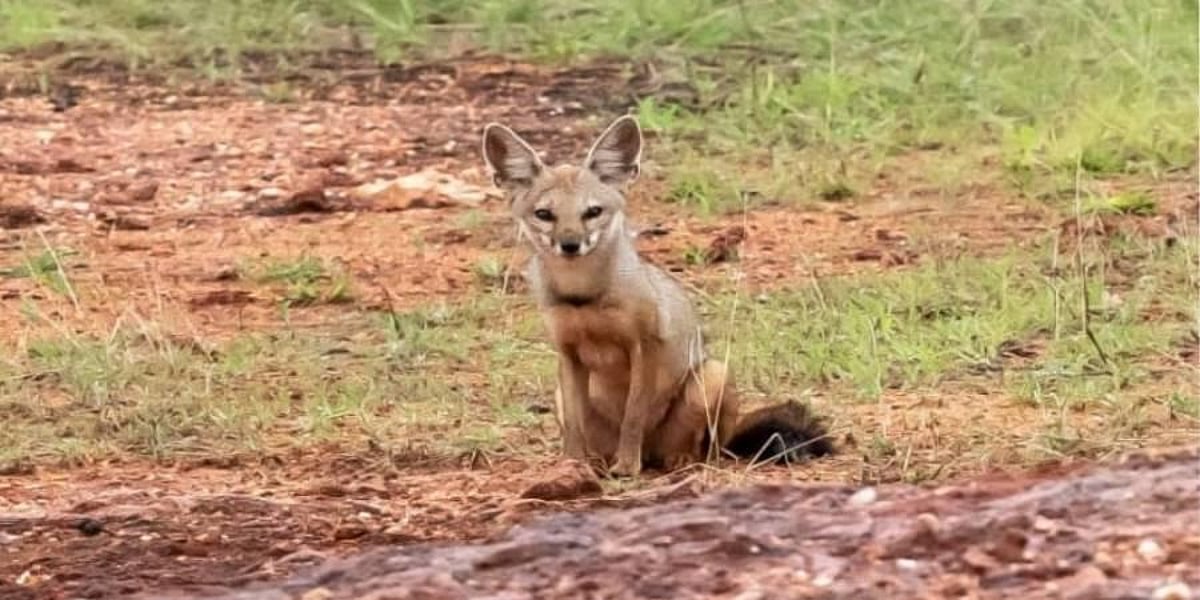 Indin Fox ‘From the verge of extinction, Indian Fox makes a comeback’
