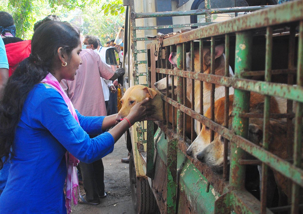 33 dogs cared by Andhra woman caught, freed