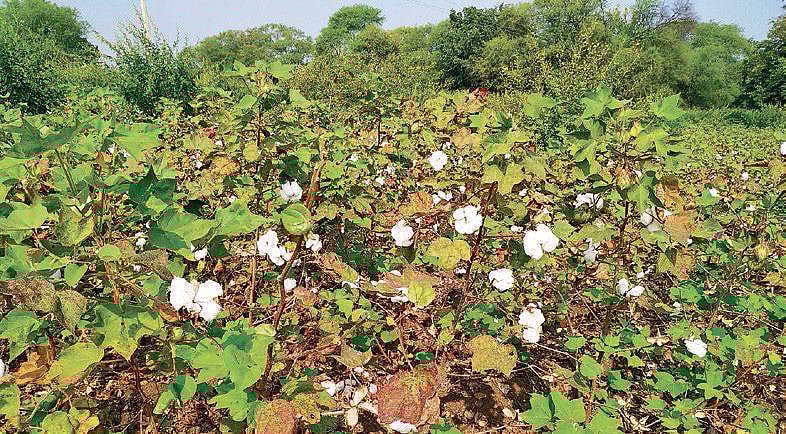 Cotton grown in 14,000 hectares in TN's Ramanathapuram, farmers seek