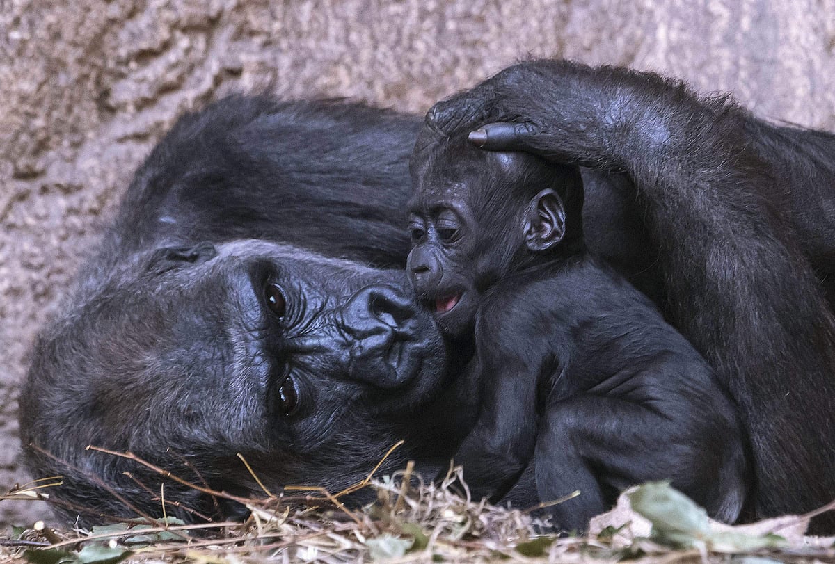 Several gorillas test positive for COVID19 at US zoo, receiving treatment