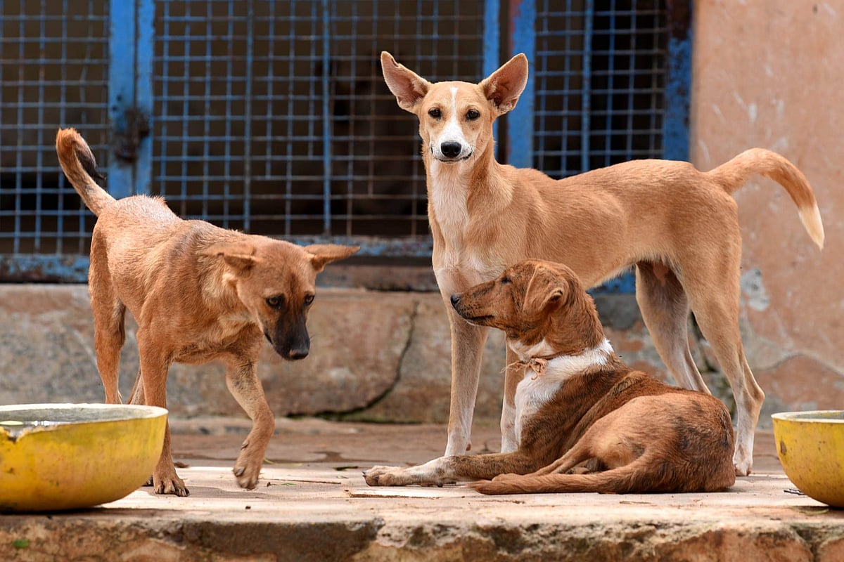 Dogs to save humans? UK charity training canines to sniff out COVID-19