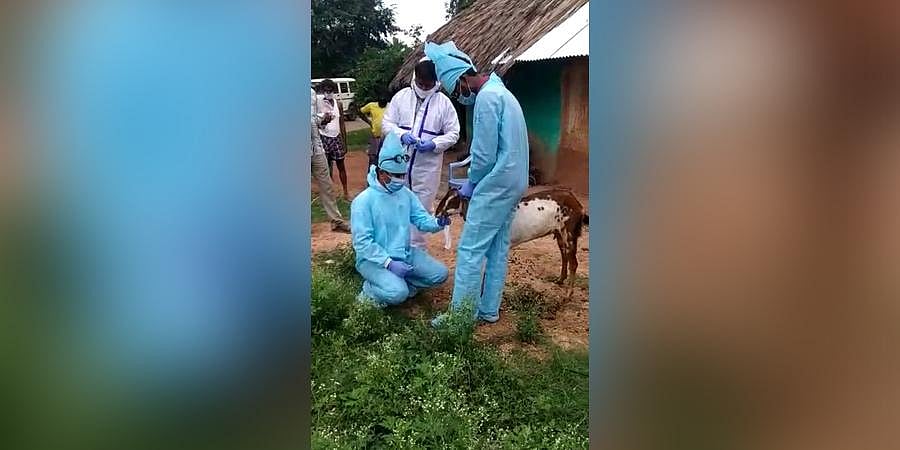 Vets draw swabs of goats, sheep grazed by shepherd who tested positive ...