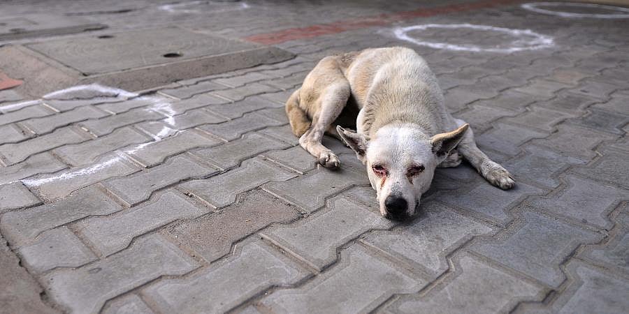 Video of dog being dragged goes viral, FIR registered in Aurangabad