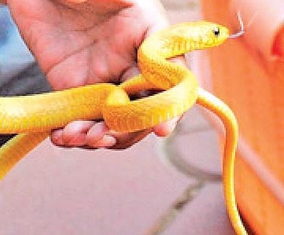 37 snake catchers come together to form Kannur Wildlife Rescuers