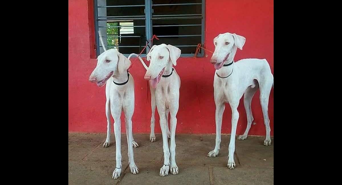 Mullhol Four Mudhols from Karnataka set to join Indian Air Force soon