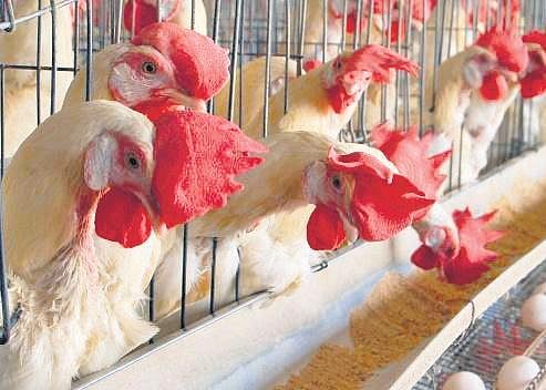 Chicken prices burn a hole in pockets as heat shrinks supply in Kerala