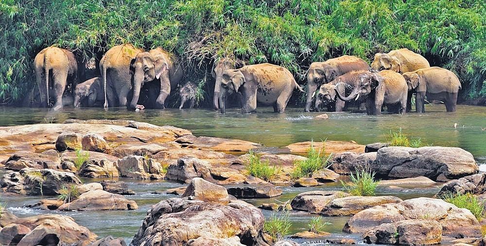 Protest brewing over buffer zones in Kerala's high ranges