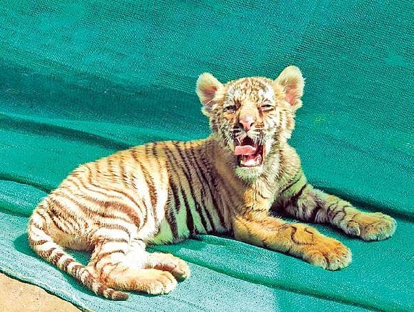 Abandoned by mother, disabled tiger cub finds foster parents in forest