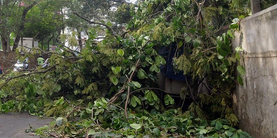 Axing trees: 20 more days to have your say