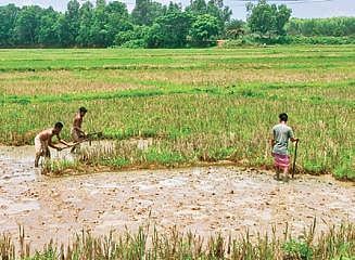 over-60-000-farmers-register-for-kharif-paddy-procurement-in-odisha-s