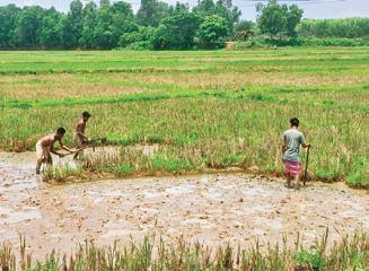 Over 60 000 Farmers Register For Kharif Paddy Procurement In Odisha s over-60-000-farmers-register-for-kharif-paddy-procurement-in-odisha-s