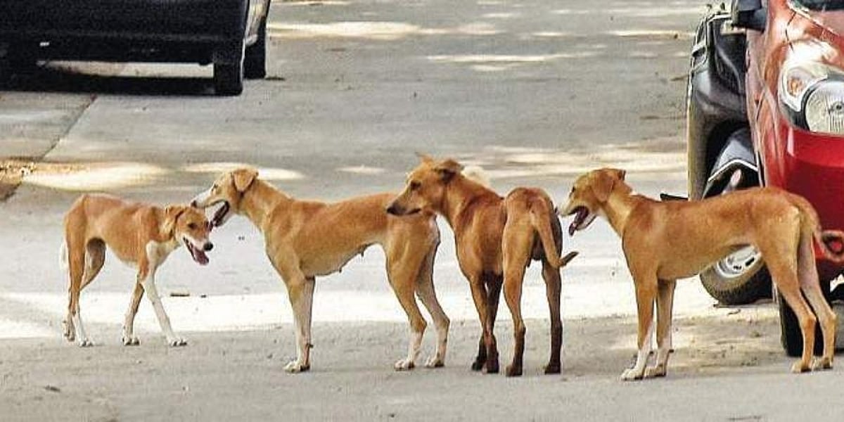 VMC launches drive to give anti-rabies vax to 3,500 stray dogs