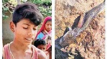 Bizarre Cobra dies of child bite in Chhattisgarh(00)