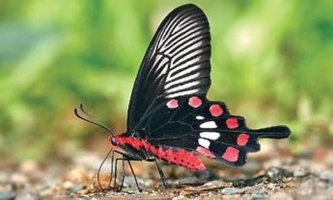 Karnataka: In Western Ghats, butterflies evolve faster than you thought