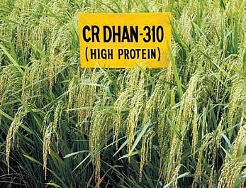 NRRI releases India's first high protein rice variety