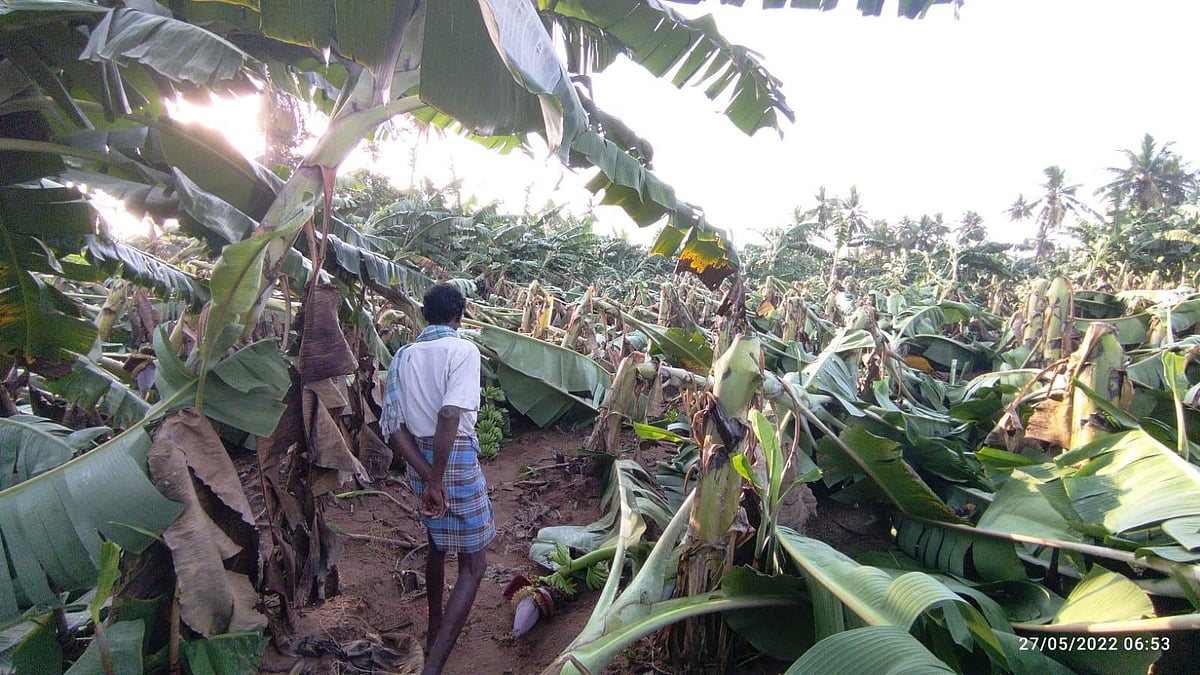 288 hectares of banana plantations destroyed in storm in Cuddalore