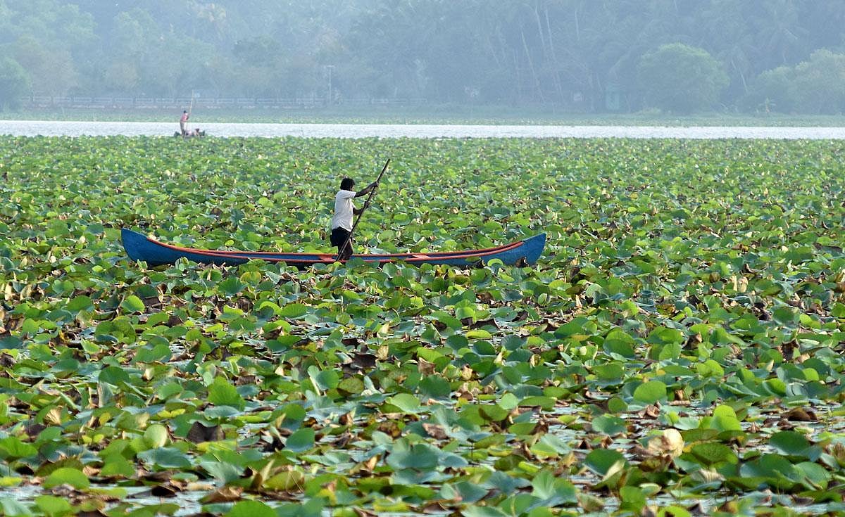 Vellayani Lake