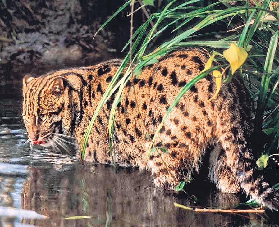 Chilika home to 176 fishing cats, finds world’s 1st survey