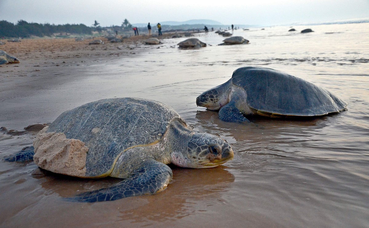 Smuggle Turtle Wildlife traffickers use women carriers to smuggle turtle parts within ...