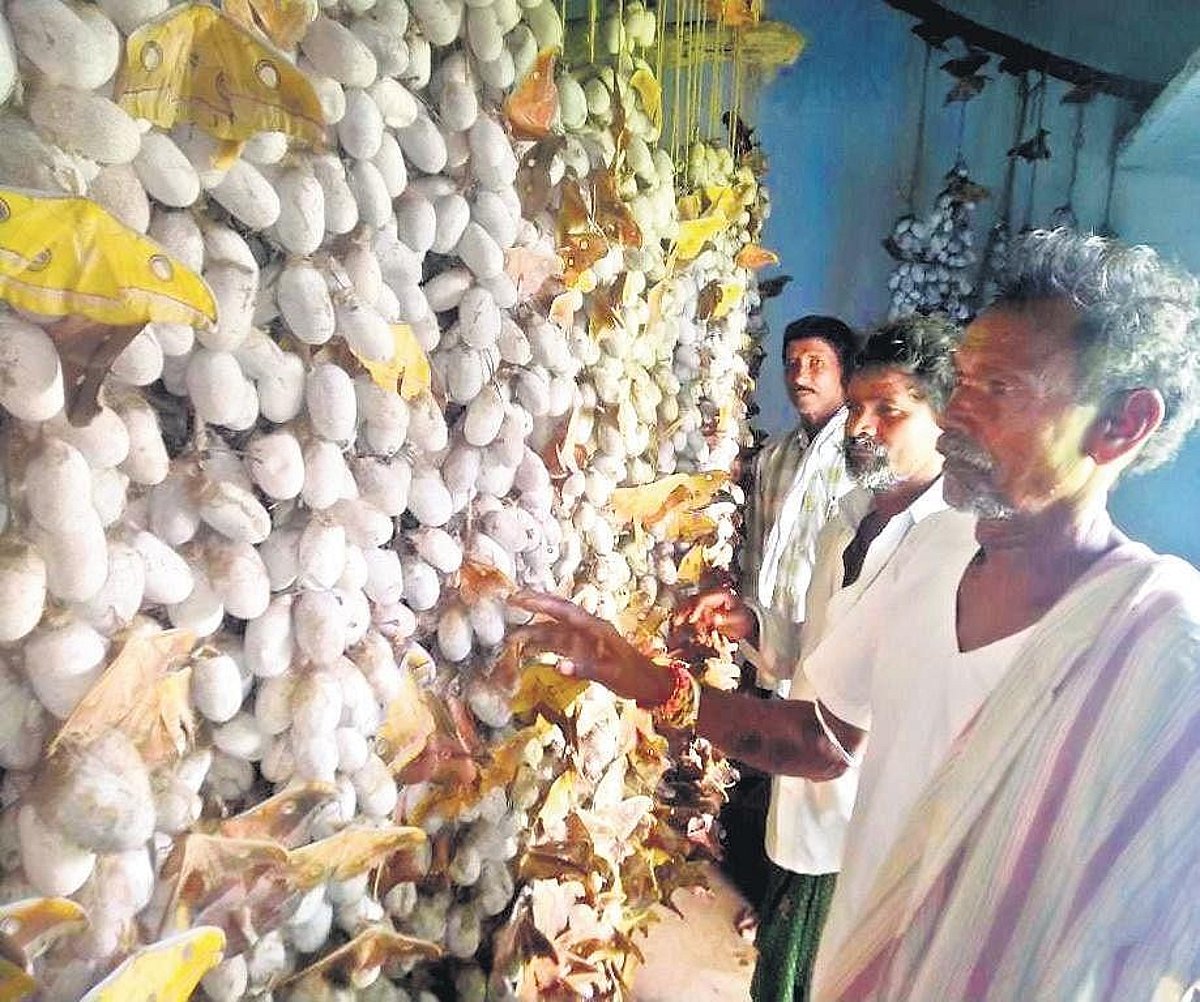 Sericulture is providing a new lease of life to tribal farmers in Telangana