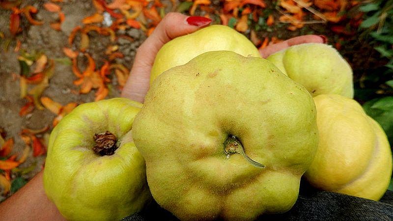 Kahwa and Quinces in Kashmir