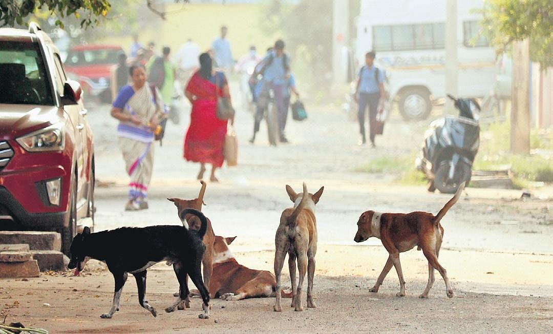 200 dog bites/day Zero animal birth control op for six months in Vellore