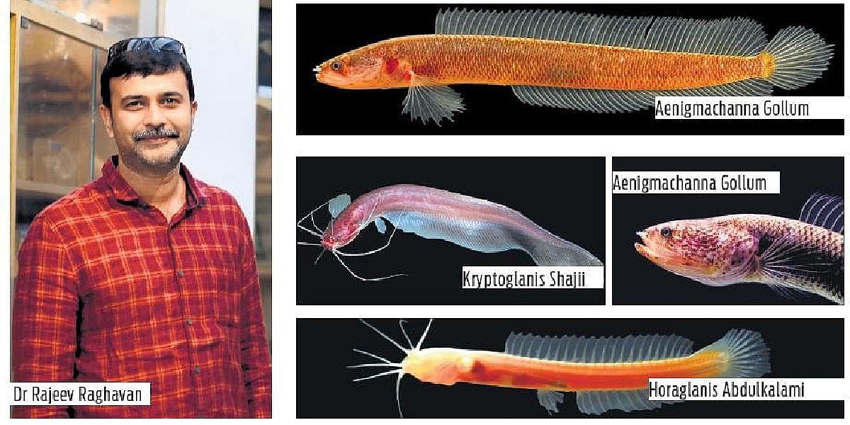 Scientists worried as four freshwater fish species in Kerala face risk ...