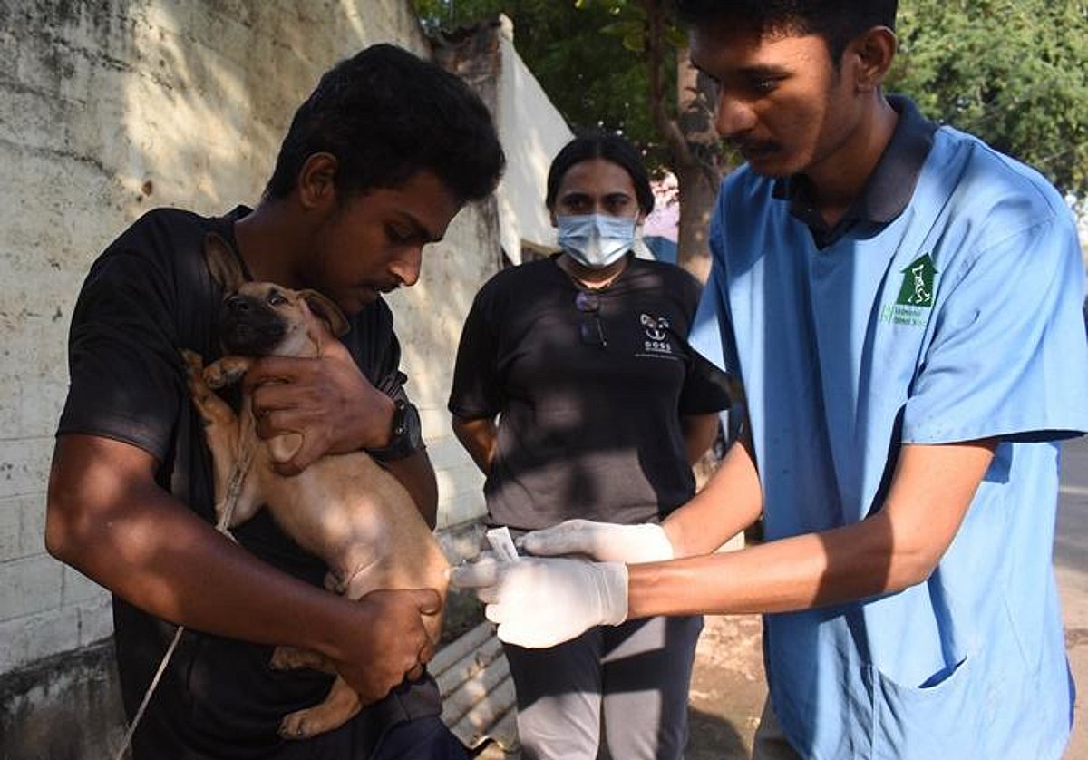 Step Up Animal Birth Control Drive Activists Urge CCMC step-up-animal-birth-control-drive-activists-urge-ccmc