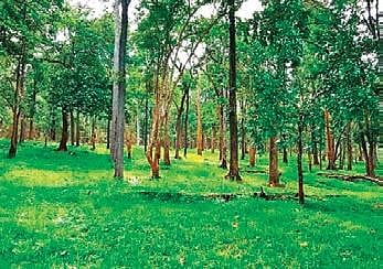 Telangana government mulling forest bathing in urban forest parks
