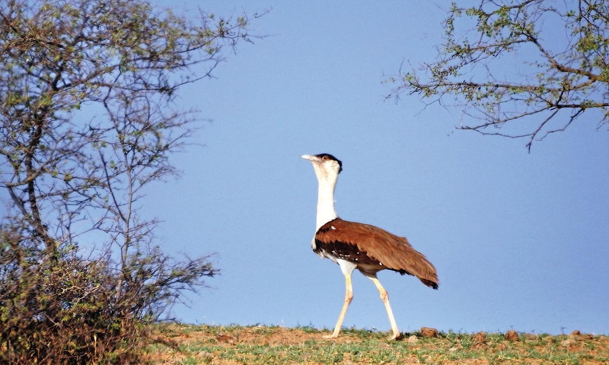 Bir In Rajasthan A fight for flight: Rajasthan's state bird Great Indian Bustard